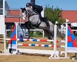 jumper Carlandra Blue (Swedish Warmblood, 2019, from Cade Z)