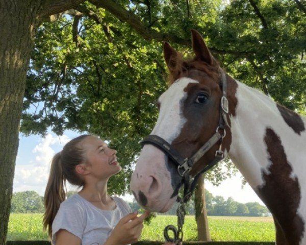 jumper Samson 522 (Oldenburg, 2011, from Samico F)