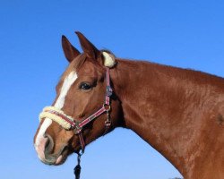 broodmare Feuer und Flamme (Westphalian, 2010, from Fürst Frederik)