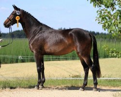 broodmare Habanera (Trakehner, 2011, from Elfado)