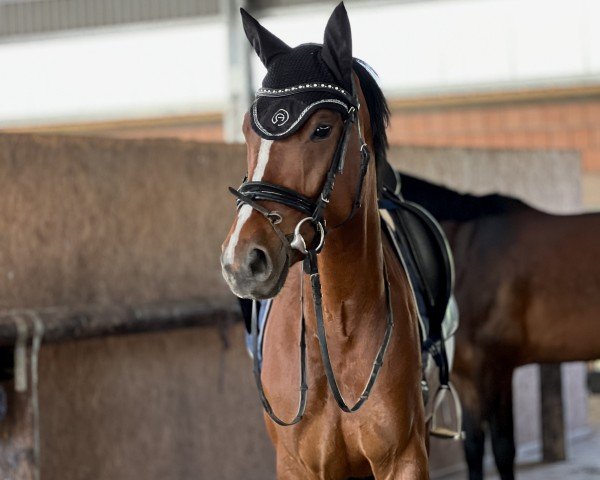 dressage horse Biene (Hanoverian, 2018, from Belissimo NRW)