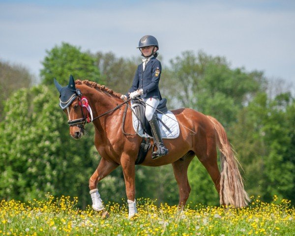 dressage horse Friedrichshof Del-Amaro (German Riding Pony, 2019, from CTS Delgado)