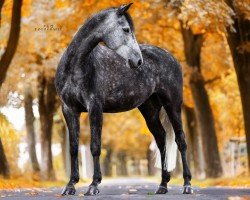 dressage horse Darkest Hour (Westphalian, 2017, from Double Fun)