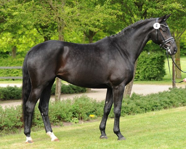 dressage horse Isabelle (Trakehner, 2011, from All Inclusive)