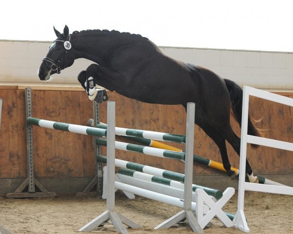 dressage horse Lady Madonna 16 (Trakehner, 2011, from Shapiro 15)