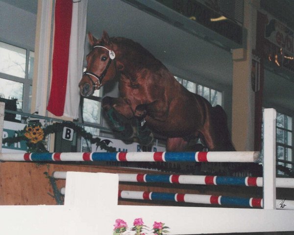 Pferd Mistral (Österreichisches Warmblut, 1997, von Marlo)