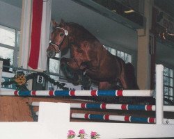 horse Mistral (Austrian Warmblood, 1997, from Marlo)