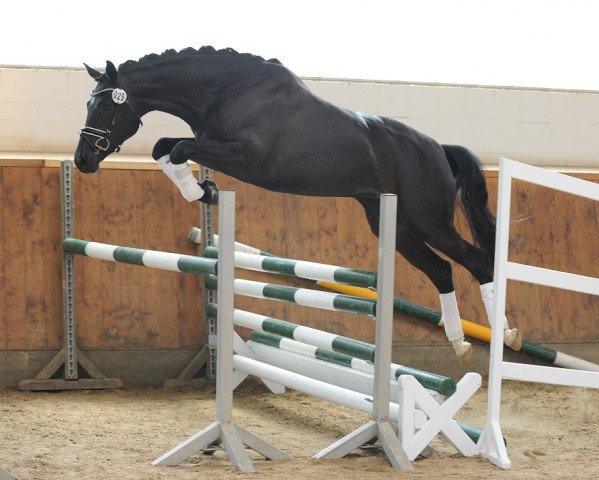 broodmare Winterzauber (Trakehner, 2011, from Ovaro)