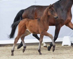 dressage horse Jean Connery (Westphalian, 2024, from Jovian)