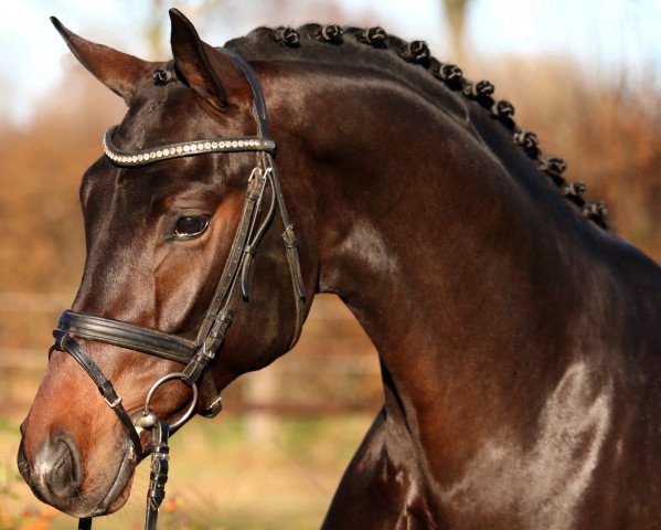 stallion Sensation (Westphalian, 2014, from Sir Heinrich OLD)