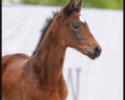 foal by Valanciana (Westphalian, 2024, from Vision)