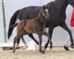 foal by Elliot (Westphalian, 2024, from Escanto PS OLD)