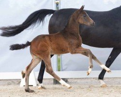 foal by Vida Mia (Westphalian, 2024, from V-Power)