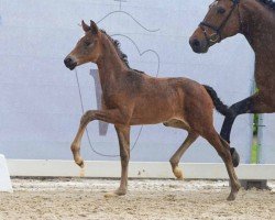 foal by Sunshine Reggae (Westphalian, 2024, from Sir Heinrich OLD)