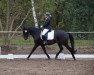 horse Le Coeur 21 (Oldenburg show jumper, 2004, from Lansing)