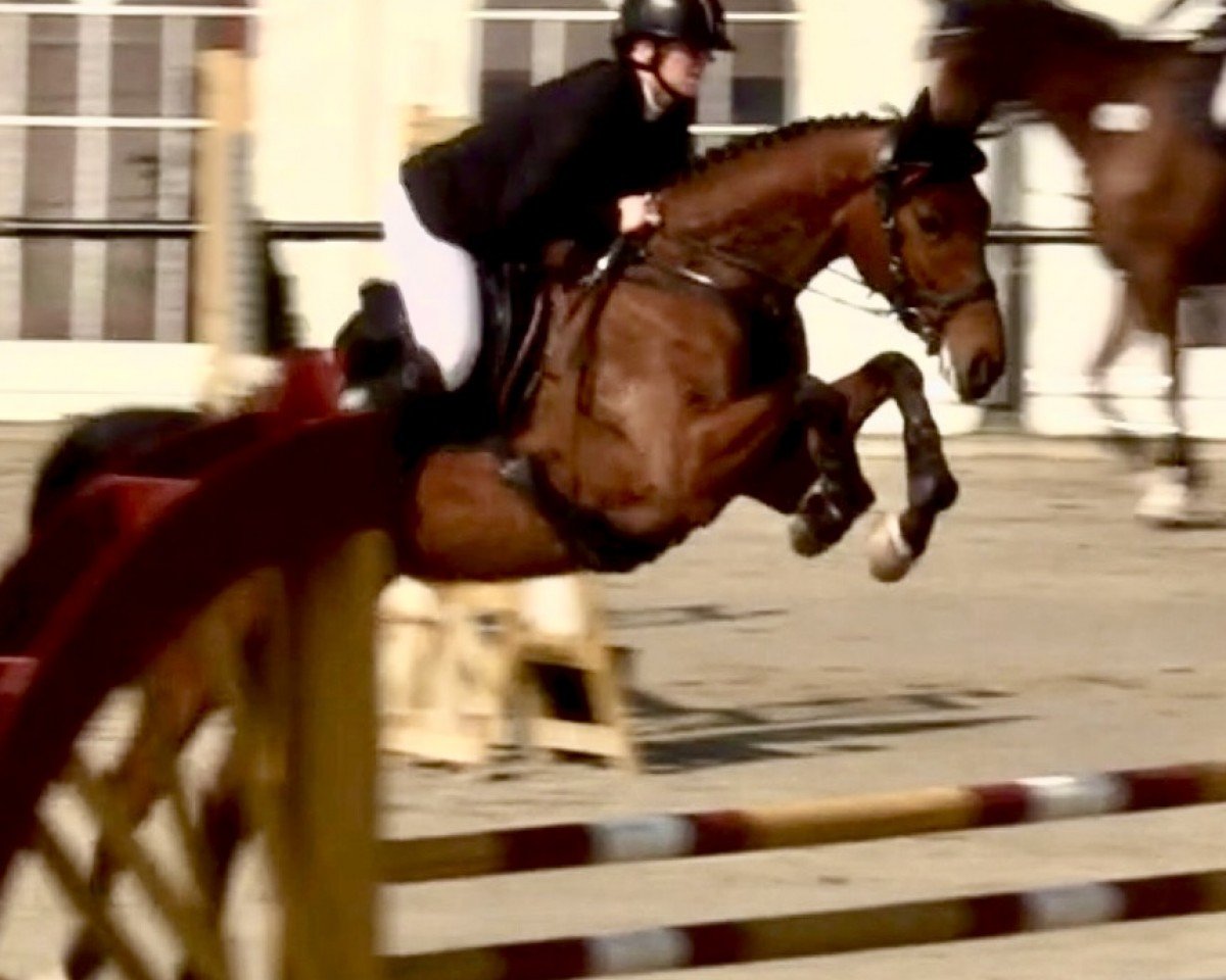 Springpferd Danger Zone W (Westfale, 2019, von Duke of Hearts xx)