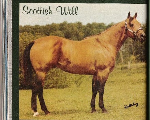 Deckhengst Scottish Will (Quarter Horse, 1967, von Scottish)