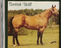 stallion Scottish Will (Quarter Horse, 1967, from Scottish)