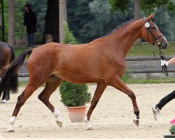 Zuchtstute Herzprinzessin (Trakehner, 2007, von Pricolino)