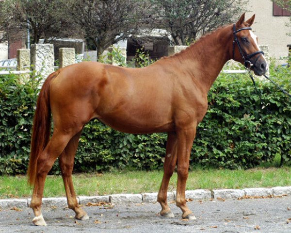 horse Zaubermeister (Trakehner, 2008, from Van Deyk)