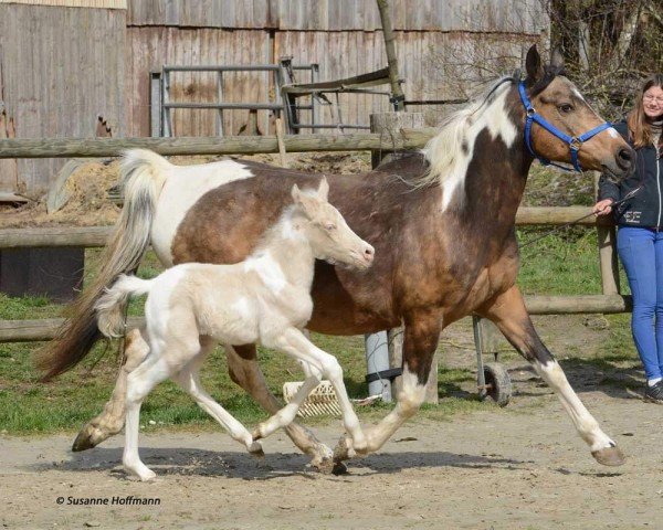 Zuchtstute Painted Prinzess (Pinto/Pony, 2002, von Painted Diamond)