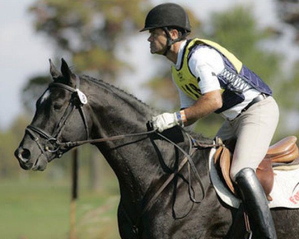 dressage horse Zauberruf (Trakehner, 2005, from Hibiskus)