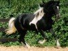stallion Greenhorn (Lewitzer, 1990, from Graveur)