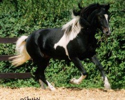 stallion Greenhorn (Lewitzer, 1990, from Graveur)