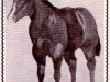 stallion Cody's Tony (Quarter Horse, 1952, from Bill Cody)