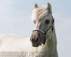 dressage horse Ribana 181 (Fjord Horse, 2014, from Hangvar Kry)