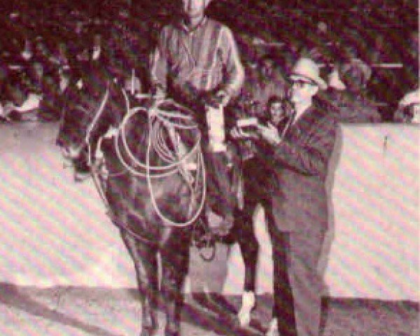 Deckhengst Rex Del Rancho (Quarter Horse, 1956, von Rey Del Rancho)