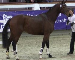 stallion Ritchie Valens (Trakehner, 2012, from Long Deal)