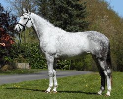 Springpferd Alsterprinzessin (Trakehner, 2008, von Silvermoon)