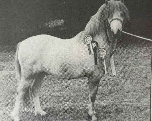 stallion Waxwing Havoc (Welsh mountain pony (SEK.A), 1984, from Brierwood Fullback)