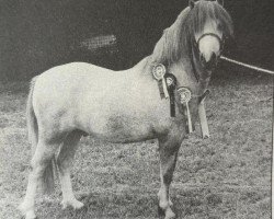 Deckhengst Waxwing Havoc (Welsh Mountain Pony (Sek.A), 1984, von Brierwood Fullback)