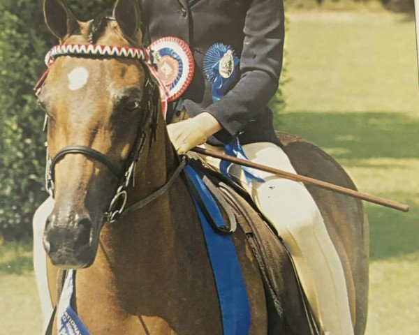 broodmare Longreach Mazurka (British Riding Pony, 1998, from Sedgelands Masquerade)