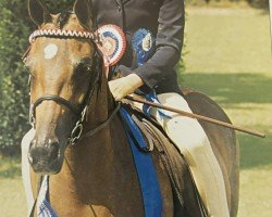 broodmare Longreach Mazurka (British Riding Pony, 1998, from Sedgelands Masquerade)