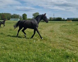 broodmare Diamond Girl GD (Hanoverian, 2017, from Voice)