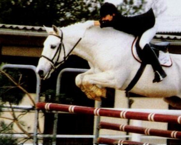 stallion Hableur de Ravary (Connemara Pony, 1973, from Island Earl)