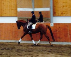 dressage horse Scampio (Trakehner, 2012, from Kentucky)