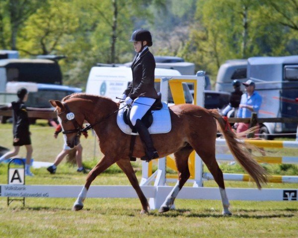 dressage horse Honey Bee (Pony without race description, 2014, from Ben Woogie)