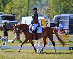 dressage horse Honey Bee (Pony without race description, 2014, from Ben Woogie)