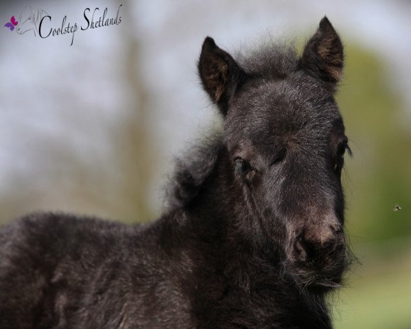 Dressurpferd Coolstep Batman (Shetland Pony, 2015, von Bonito)