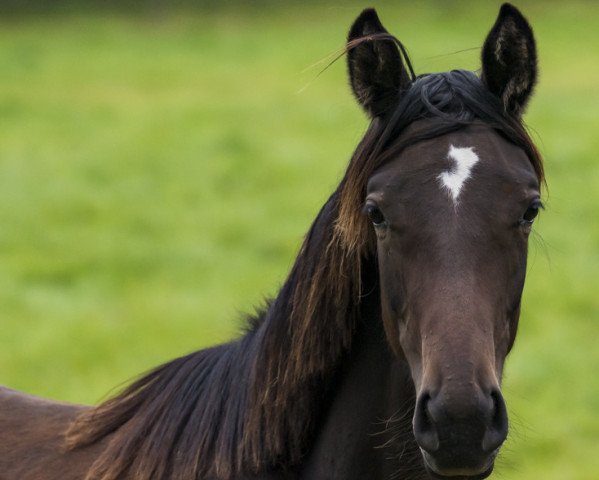 broodmare Konfiserie (Trakehner, 2015, from Fairmont Hill (ex Fliederglanz))