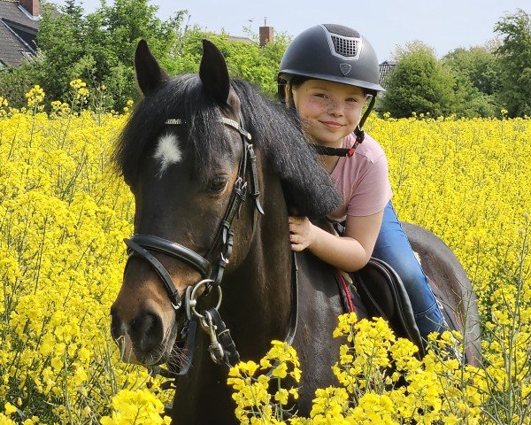 dressage horse Nepomuk 335 (German Riding Pony, 2009, from Nemax)