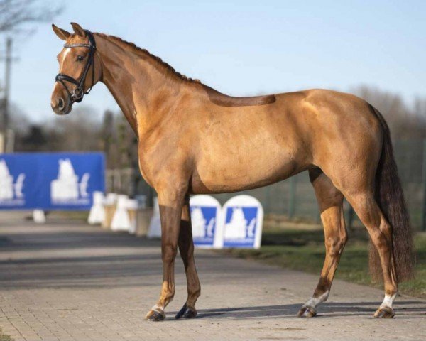 dressage horse Questina (Hanoverian, 2016, from Quaterhall)