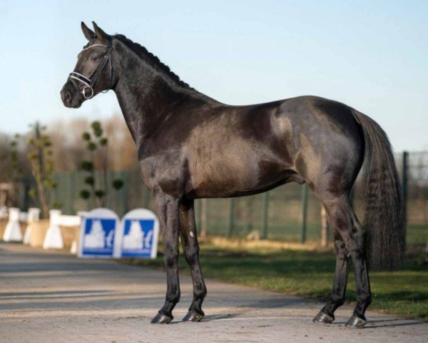 dressage horse Dark Mark (KWPN (Royal Dutch Sporthorse), 2017, from Glock's Dream Boy)