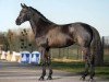 dressage horse Dark Mark (KWPN (Royal Dutch Sporthorse), 2017, from Glock's Dream Boy)