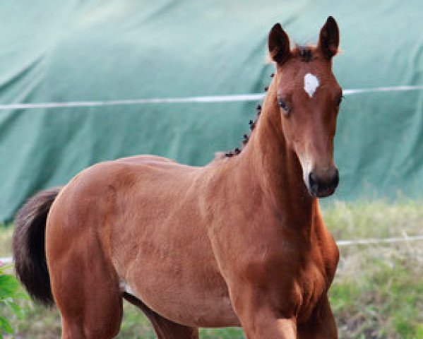 Dressurpferd Traumnote (Trakehner, 2015, von Empire State)