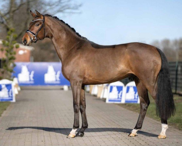 dressage horse Fibius (Oldenburg, 2018, from Blue Hors Farrell)